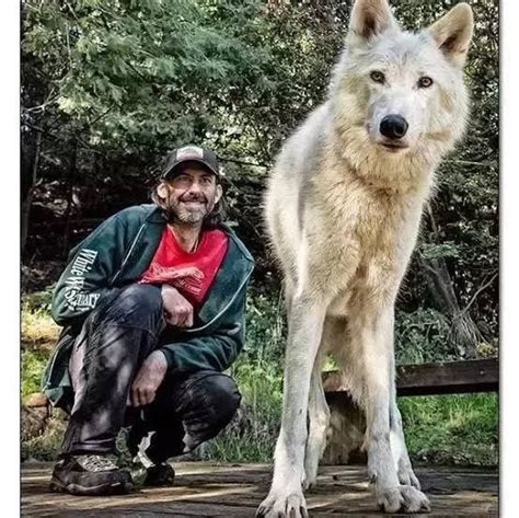 Wolf Vs Human Size