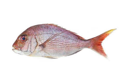 Red Sea Bream Photograph by David Nunuk