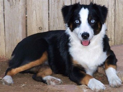 Mini Australian Shepherd - Black Tri Color Aussie