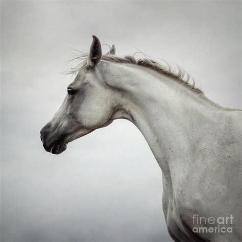 Arabian Horse Portrait Photograph by Dimitar Hristov - Pixels