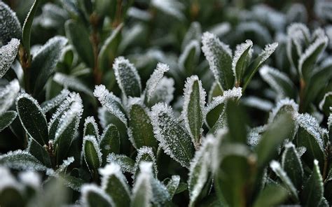 Grass, Snow, Macro, Frost, Hoarfrost HD wallpaper | Pxfuel