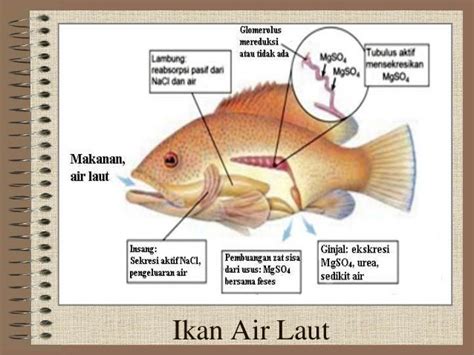 Sistem Ekskresi Hewan vertebrata