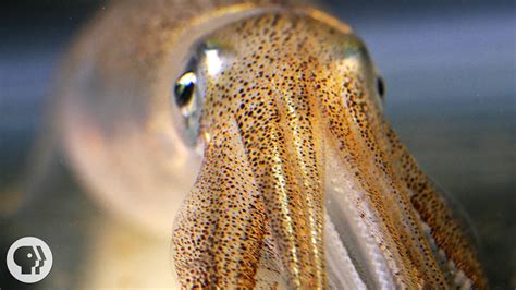 KQED’s ‘Deep Look’ Explores How and Why Squid and Other Cephalopods Change Color