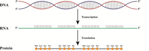 Ch12&13 DNA, RNA, Protein - MR. DODD'S WEBSITE