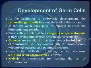 Spermatogenesis And Oogenesis Animation