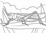 Locust Coloring Pages  ColoringBay sketch template