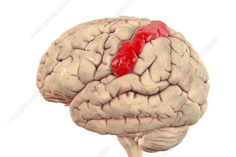 Human brain with highlighted postcentral gyrus, illustration - Stock ...