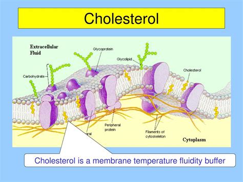 PPT - Chapter 5b: The Structure and Function of Macromolecules (Lipids) PowerPoint Presentation ...