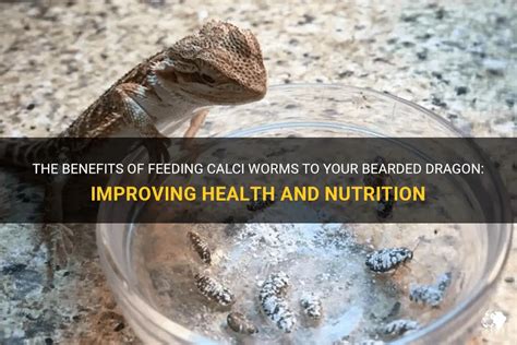 The Benefits Of Feeding Calci Worms To Your Bearded Dragon: Improving Health And Nutrition | PetShun