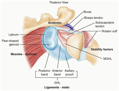 Glenoid Bone Graft for Instability with Bone Loss | Musculoskeletal Key