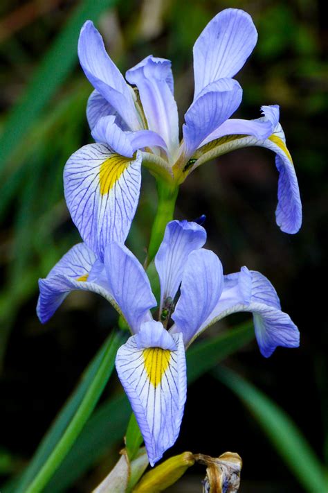 Blue Flag Iris - Tumblr Gallery