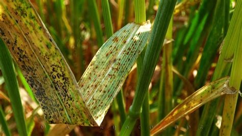 diseases of wheat