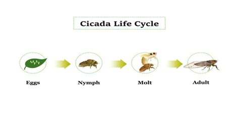 Cicada 2024 Cycle For - Maddy Carleen