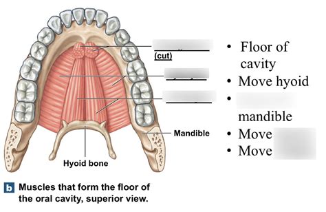 Oral Cavity Floor Muscles Diagram | Quizlet