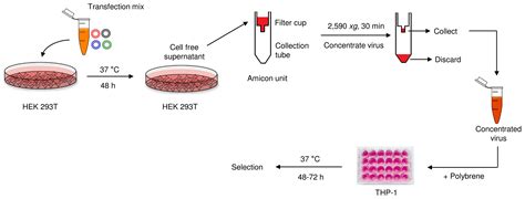 Lentivirus-mediated Conditional Gene Expression —BIO-PROTOCOL