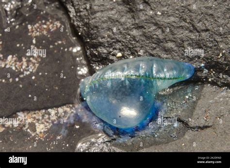 Portuguese man o' war Stock Photo - Alamy