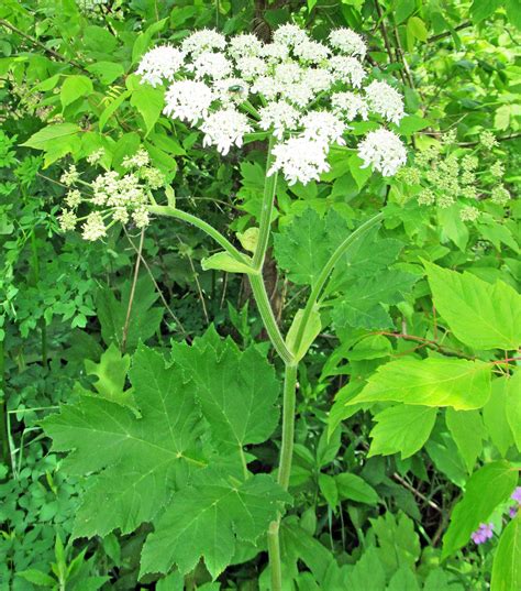 COW PARSNIP: (Heracleum maximum or Heracleum lanatum). Photographed May ...