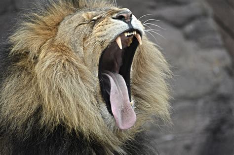 Lion Yawning image - Free stock photo - Public Domain photo - CC0 Images