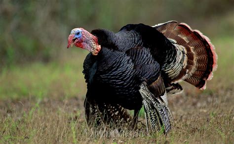 20 Turkey Facts Just in Time for Thanksgiving