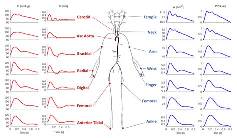 The Pulse Rate: Tactile arterial palpation of the heartbeat. » The Physiologist Perspective