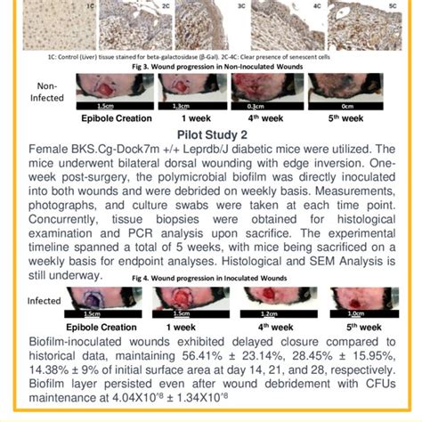 (PDF) Development Of Infected Recalcitrant Murine Wound Epibole Model