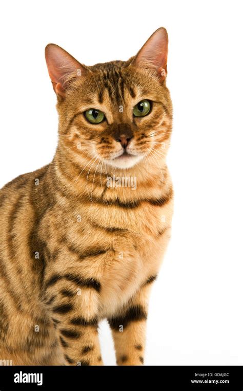 BROWN SPOTTED TABBY BENGAL DOMESTIC CAT Stock Photo - Alamy