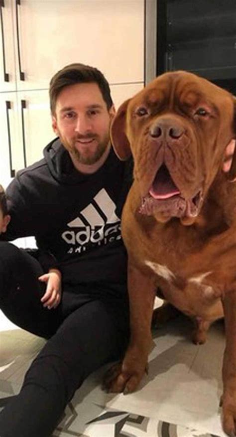 Hulk, el perro gigante de Messi que conquista las redes sociales ...