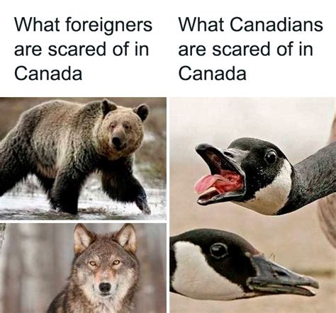 ‘O Canada’: This Online Page Shares Memes About Life In Canada That Sum ...