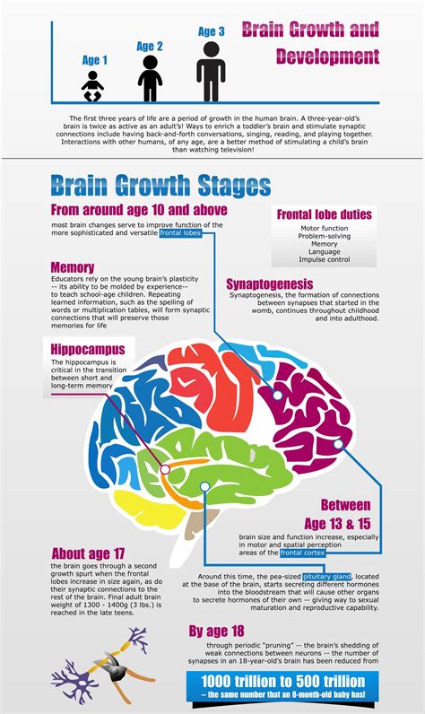 This shows us how brain develops over time. | Brain development children, Brain based learning ...