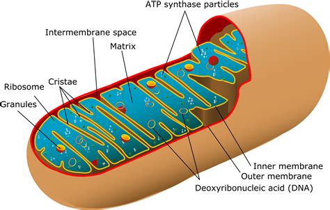 Mitochondria- Structure and Function of Mitochondria