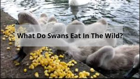 What Does A Swan Eat?