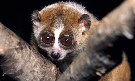 Cute But Deadly: These Surprisingly Venomous Mammals Could Kill You