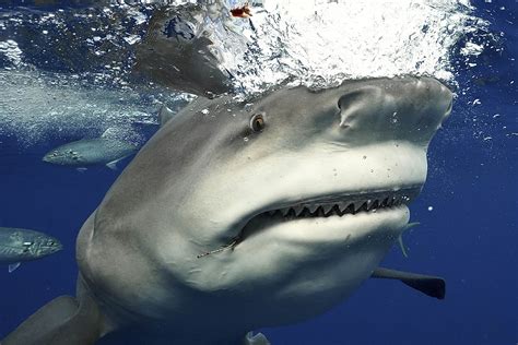 Gargantuan bull shark bares its rows of teeth in terrifying close encounter with free diver off ...