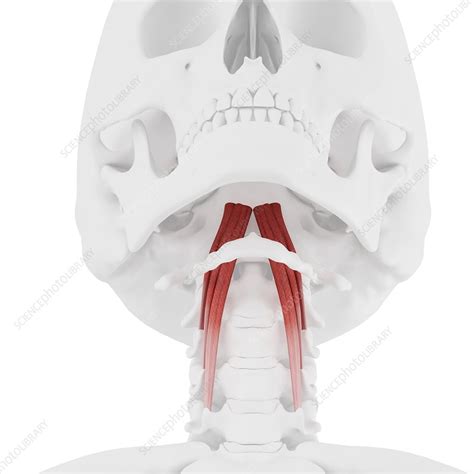 Longus capitis muscle, illustration - Stock Image - F025/7142 - Science ...