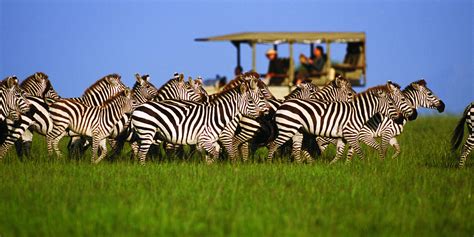 Serengeti Safaris | Tanzania Safaris | Yellow Zebra Safaris