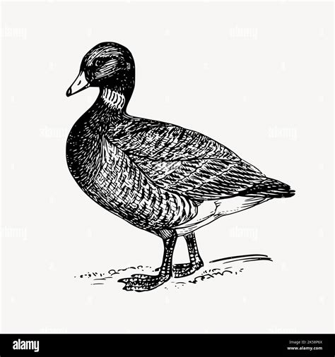 Brant, goose clipart, vintage bird illustration vector Stock Vector ...