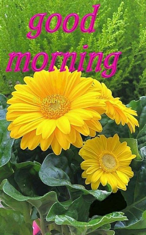 Yellow Flower Good Morning Quote morning good morning good morning ...