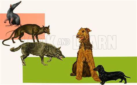 Evolution of the dog stock image | Look and Learn