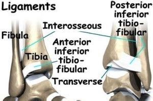 ankle syndesmosis anat | Anatomy System - Human Body Anatomy diagram ...