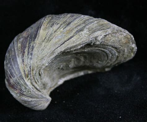 Gryphaea (Devil's Toenail) Fossil Oyster - Jurassic (#25984) For Sale - FossilEra.com