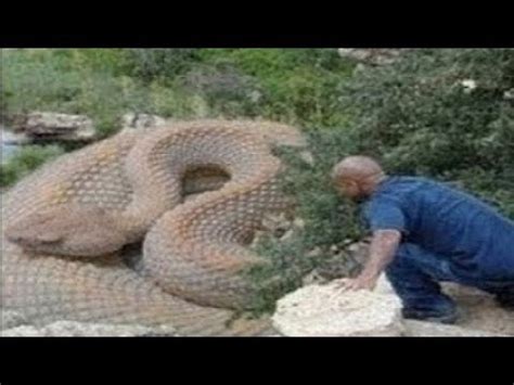 Five Headed Snake Found - Real or Fake ?-Best VFX Cinima-Youtube - YouTube