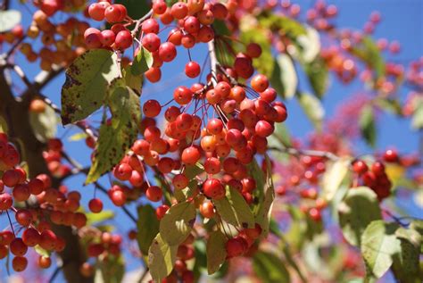 Picking A Crabapple Tree - Learn About Fruiting And Flowering Crabapples