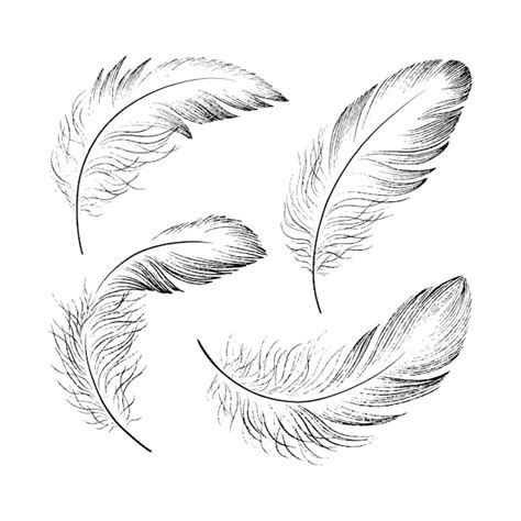 Premium Vector | A set of delicate feathers drawn in black ink. Texture brush and paint. Vector ...