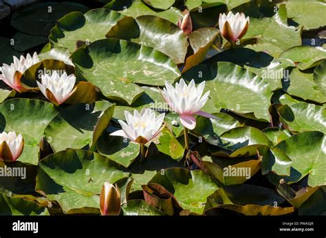 Nymphaeaceae, water lilies, waterlilies, water lily Stock Photo - Alamy