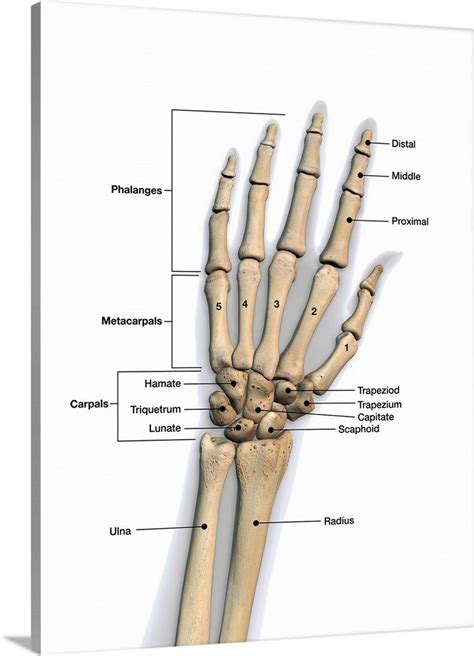 Hand Bones Names Structure With Labeled Diagrams, 41% OFF