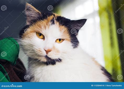 Portrait of Calico Cat with Yellow Eyes Stock Photo - Image of ...