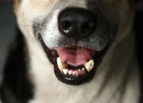 Dog Lung Cancer Symptoms | PetMD