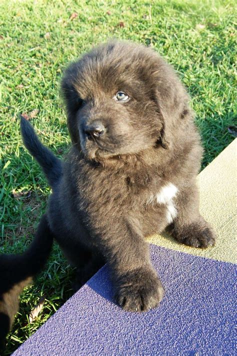 Cute Newfoundland puppy Cute Puppies, Dogs And Puppies, Cute Dogs, Doggies, Animals And Pets ...