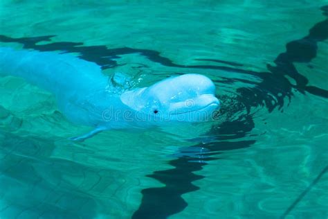 Blue Beautiful Dolphin Swimming in Pool Stock Photo - Image of flipper ...