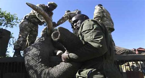 18 Workers Abducted In DR Congo Wildlife Park – Channels Television